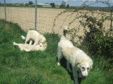 Chiots de race Chien de Montagne des Pyrénées à vendre (1 femelle & 1 mâle)