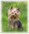 Chien adulte de race Yorkshire Terrier Mâle à vendre