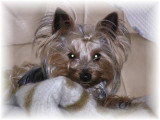 Chien adulte de race Yorkshire Terrier Mâle à vendre