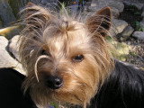 Chien adulte de race Yorkshire Terrier Mâle à vendre