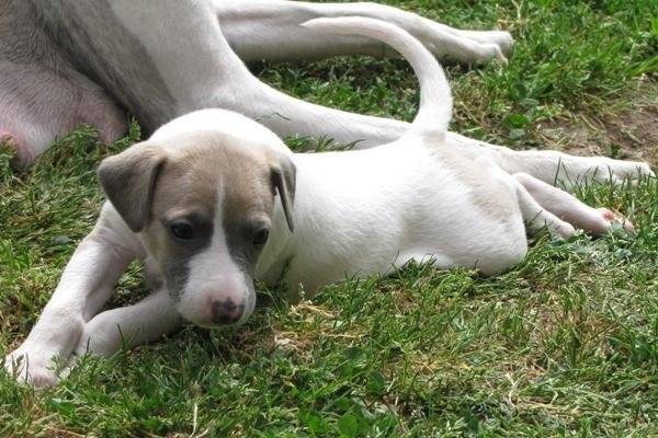 Chien de race Whippet femelle à vendre