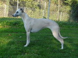 Chien de race Whippet femelle à vendre