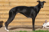 Chien de race Whippet femelle à vendre