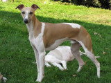 Chien de race Whippet femelle à vendre