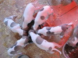 Chien de race Whippet femelle à vendre