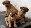 Chiots de race Rhodesian Ridgeback à vendre (5 femelles & 5 mâles)