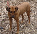 Chiots de race Rhodesian Ridgeback à vendre (5 femelles & 5 mâles)
