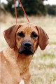 Chiots de race Rhodesian Ridgeback à vendre (5 femelles & 5 mâles)