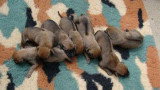 Chiots de race Rhodesian Ridgeback à vendre (5 femelles & 5 mâles)