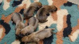 Chiots de race Rhodesian Ridgeback à vendre (5 femelles & 5 mâles)