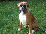 De race Boxer disponible pour saillie