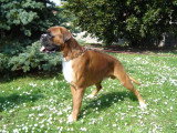 De race Boxer disponible pour saillie