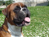 De race Boxer disponible pour saillie