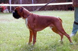 De race Boxer disponible pour saillie