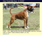 De race Boxer disponible pour saillie