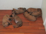 Chiots de race Rhodesian Ridgeback à vendre (3 femelles & 3 mâles)
