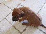 Chiots de race Rhodesian Ridgeback à vendre (3 femelles & 3 mâles)