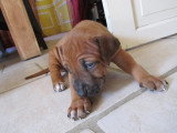 Chiots de race Rhodesian Ridgeback à vendre (3 femelles & 3 mâles)
