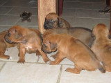 Chiots de race Rhodesian Ridgeback à vendre (3 femelles & 3 mâles)