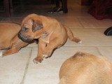 Chiots de race Rhodesian Ridgeback à vendre (3 femelles & 3 mâles)