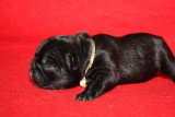 Chiots de race Bouledogue Français à vendre (3 femelles & 3 mâles)