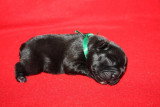 Chiots de race Bouledogue Français à vendre (3 femelles & 3 mâles)