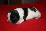 Chiots de race Bouledogue Français à vendre (3 femelles & 3 mâles)