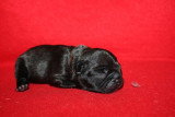 Chiots de race Bouledogue Français à vendre (3 femelles & 3 mâles)