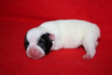 Chiots de race Bouledogue Français à vendre (3 femelles & 3 mâles)