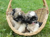 Chien de race Shih Tzu femelle à vendre