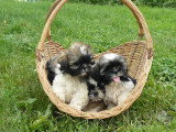 Chien de race Shih Tzu femelle à vendre