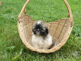 Chien de race Shih Tzu femelle à vendre