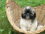 Chien de race Shih Tzu femelle à vendre