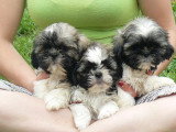 Chien de race Shih Tzu femelle à vendre