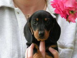 Chiots de race Teckel à vendre (1 femelle & 1 mâle)