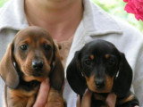Chiots de race Teckel à vendre (1 femelle & 1 mâle)