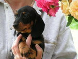 Chiots de race Teckel à vendre (1 femelle & 1 mâle)