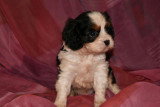 Chiots de race Cavalier King Charles Spaniel à vendre (3 femelles & 3 mâles)