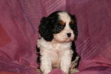 Chiots de race Cavalier King Charles Spaniel à vendre (3 femelles & 3 mâles)
