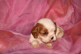 Chiots de race Cavalier King Charles Spaniel à vendre (3 femelles & 3 mâles)