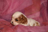 Chiots de race Cavalier King Charles Spaniel à vendre (3 femelles & 3 mâles)