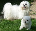 Chien de race Bichon Maltais femelle à vendre