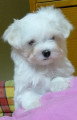 Chien de race Bichon Maltais femelle à vendre