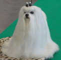 Chien de race Bichon Maltais femelle à vendre