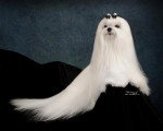 Chien de race Bichon Maltais femelle à vendre
