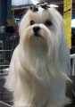Chien de race Bichon Maltais femelle à vendre