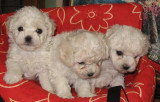 Chien de race Bichon Frisé femelle à vendre