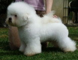 Chien de race Bichon Frisé femelle à vendre
