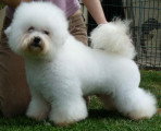 Chien de race Bichon Frisé femelle à vendre