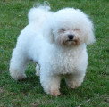 Chien de race Bichon Frisé femelle à vendre